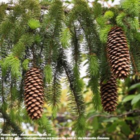 Common spruce, picea abies